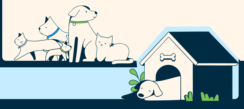 Adoro Pet Insurance launches across 28 states in U.S. rollout